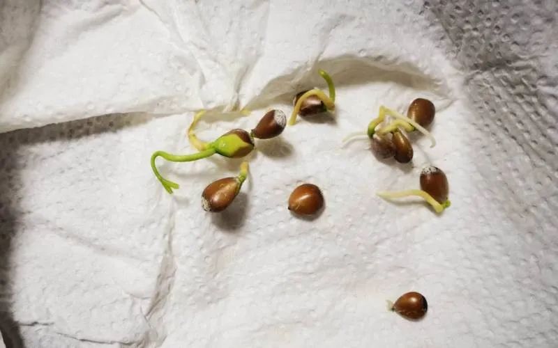 如何用种子培育柠檬盆栽，这些幼苗长大能开花结果么？柠檬盆栽幼苗_新浪新闻