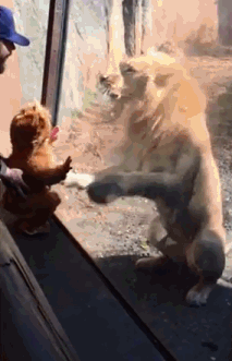 壁纸 动物 狗 狗狗 213_331 gif 动态图 动图