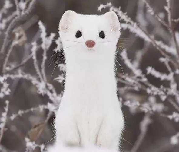 濒临灭绝的3种动物,雪貂榜上有名,十分呆萌可爱!