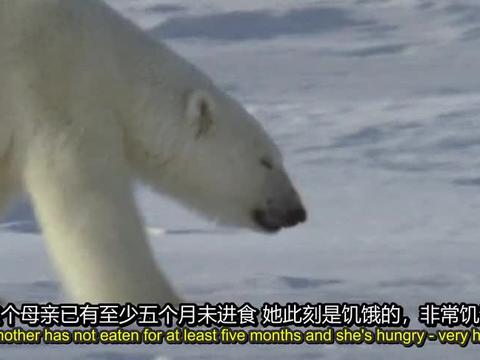 北极熊带领幼崽捕食海豹，动作技巧娴熟，但仍以失败告终！