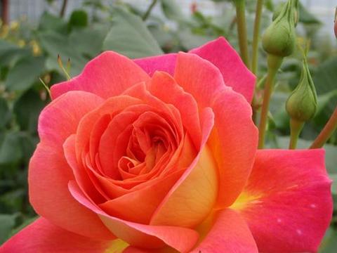 “玫瑰珍品”仲夏，热情如火，花色艳丽，可以说是养花必备