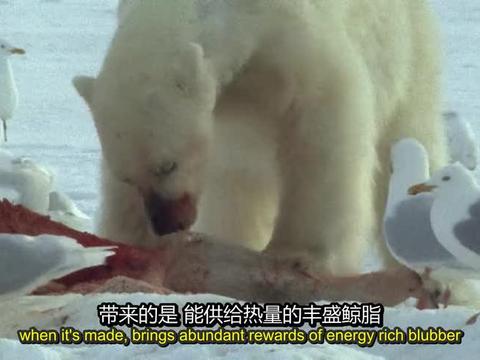 北极海面结冰，白鲸被困小小的冰孔下，北极熊以逸待劳