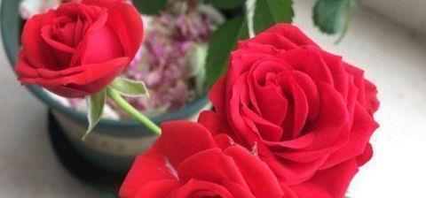 “传统玫瑰”永远的莫斯科，花色红艳，风姿绰约，可以说养花必备