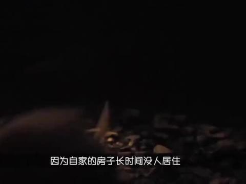 农村小伙翻修屋顶，当掀开瓦片瞬间，发现下面竟藏着数百只动物！