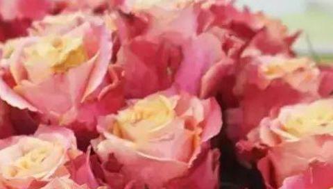 喜欢菊花，不如养盆“玫瑰精品”3D玫瑰，花开双色，如梦如幻