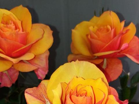 喜欢养玫瑰，不如养“高档玫瑰”艾帕索玫瑰，花色橙黄，高端大气