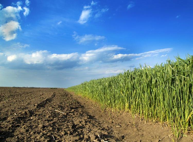 ������δȷȨ�����ؽ��ᱻ�����ջأ�ũ�������ǿ�Ҫ������׼����