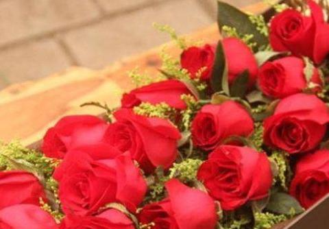 喜欢玫瑰，就养盆“精品玫瑰”卡罗拉，花开红艳似火，太美艳了！