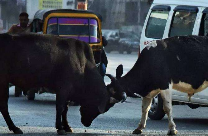 印度大姐牛粪做车衣, 称40度不用开空调, 网友: 一台有味道的车