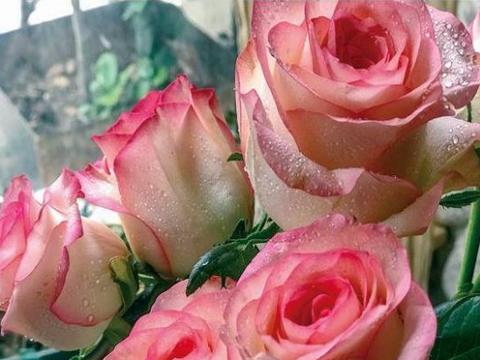 喜欢菊花，不如养盆“玫瑰珍品”红袖，娇艳妩媚，粉嫩迷人