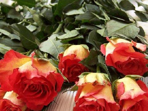 喜欢玫瑰，优选“珍品玫瑰”彩纸口红，花开似唇彩，鲜艳夺目
