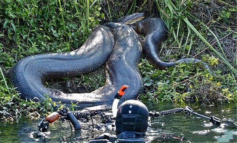 实拍巴西热带8米长巨型蟒蛇,如此巨蟒让人头皮发麻