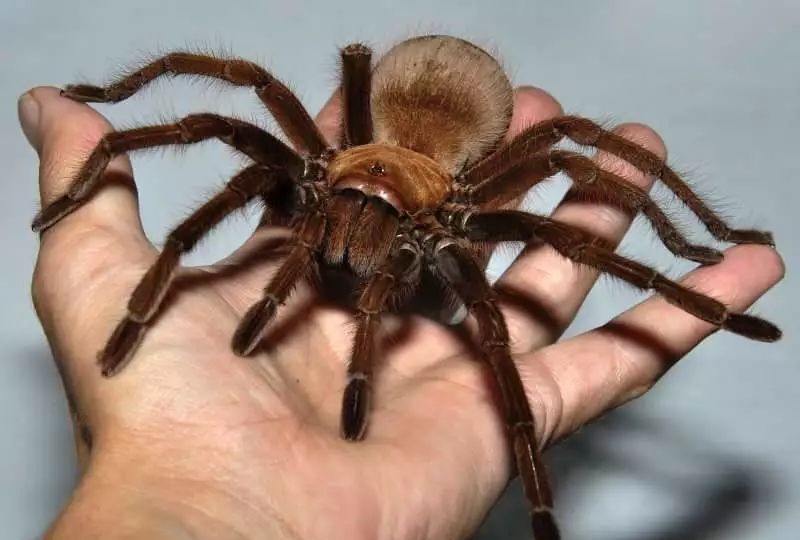 世界上最大的蜘蛛,体长一尺,蜘蛛网犹如盘丝洞可以捕杀猎物