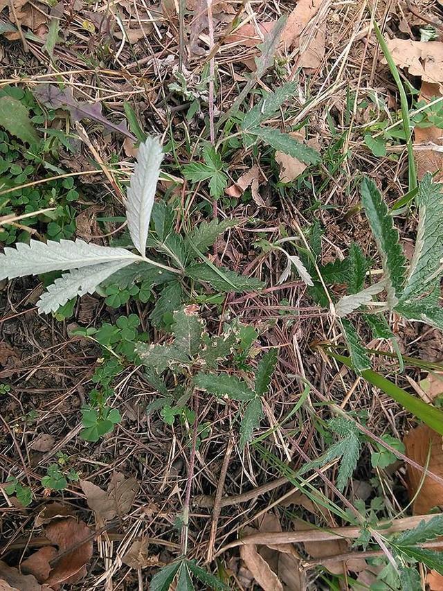 以前喂猪的野草,现在发现它的价值,名叫翻白草老一辈人知道