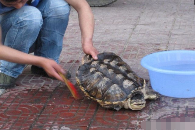 家人觉得这个乌龟个头这么大一定活了很久了,很稀奇还认真给它洗了澡.