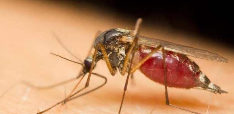 现存最大的蚊子,非但不会叮咬人,竟还帮助人类消灭蚊子?