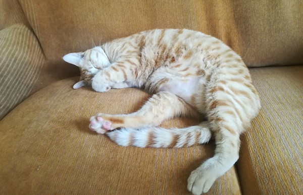 生病在家休息,一睁眼萌猫躺身旁深情对望她笑:我没养猫啊