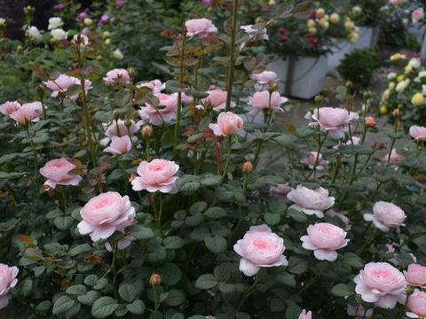 此款盆栽花卉，漂亮不输玫瑰，四季有花开，养殖简单，你值得拥有