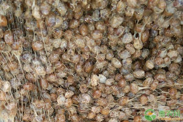 日本人哄搶納豆是怎么回事？為什么要搶購納豆？