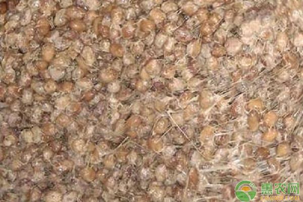 日本人哄搶納豆是怎么回事？為什么要搶購納豆？