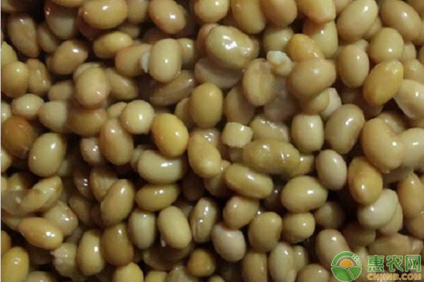 日本人哄搶納豆是怎么回事？為什么要搶購納豆？