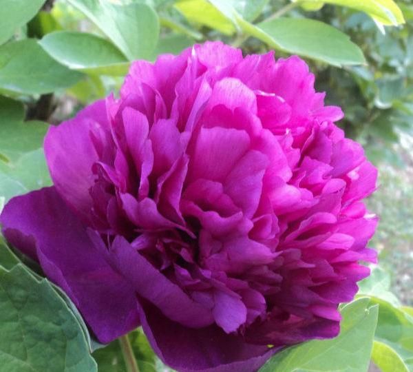 一花一世界,一叶一菩提——奇花异草葛巾紫,20种牡丹花语介绍