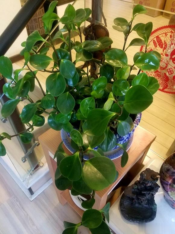 豆瓣绿长的慢?去掉"顶端枝条",侧芽呼呼冒,长成大绿球球