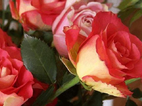 喜欢玫瑰，不如试试“高端玫瑰”彩纸口红，花开如唇彩，秀雅清奇