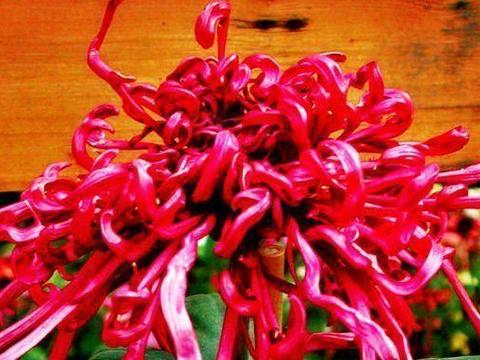 喜欢牡丹，不如试试“精品菊花”一枝浓艳，娇红嫩绿，明媚高雅！