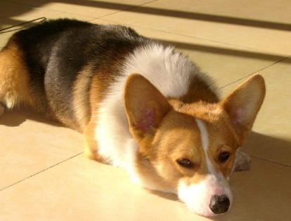 柯基犬的5个"软肋",请不要对它做,每一个都令它伤心!