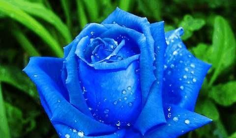 喜欢玫瑰，不如养盆“精品玫瑰”蓝色妖姬，象征纯洁爱情，真美艳