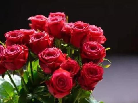 花开红艳，美丽无比，喜欢玫瑰，就养一株珍品玫瑰——香格里拉