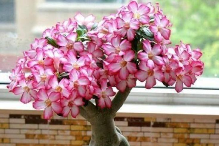 1种玫瑰花,被评为"中国最美花树",耐旱耐热特好养,四季开花