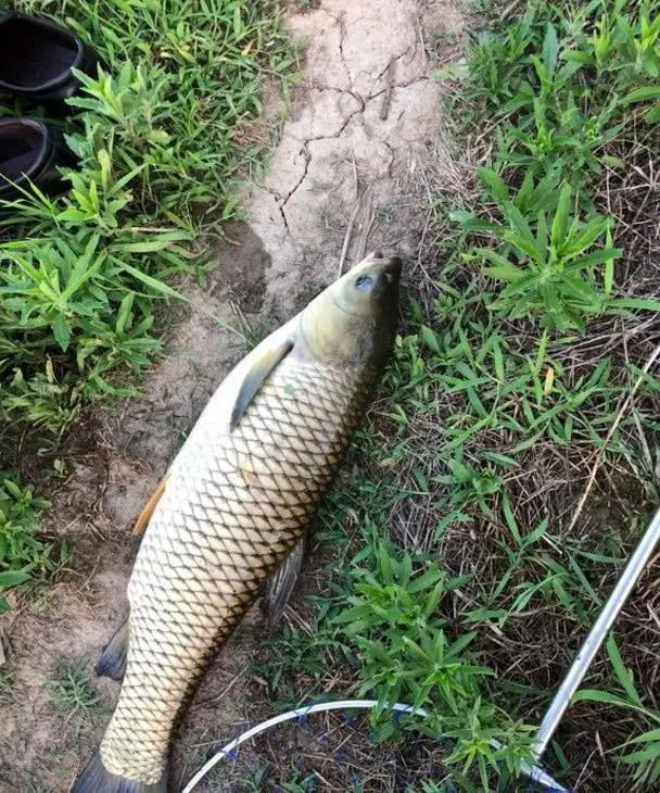 3月的草鱼比夏天胃口更好，只要按我说的做，草