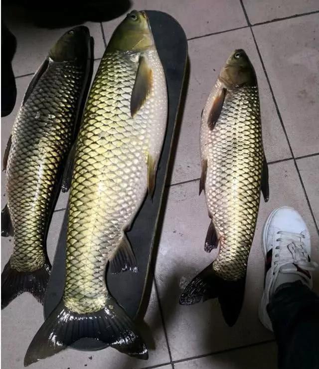 3月的草鱼比夏天胃口更好，只要按我说的做，草