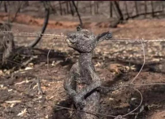 澳洲大火蝙蝠成灾，10亿动物活活烧死，人类最担心的事情终于来了