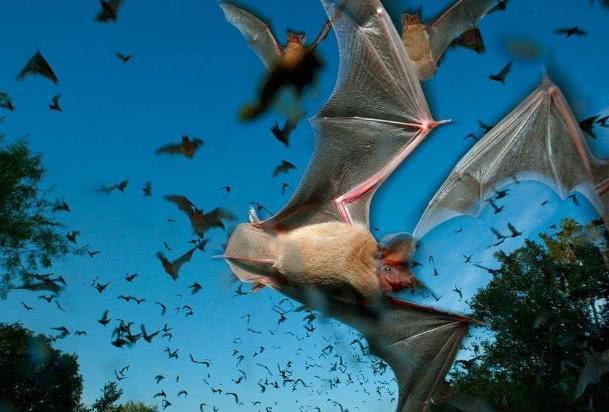 澳洲大火蝙蝠成灾，10亿动物活活烧死，人类最担心的事情终于来了