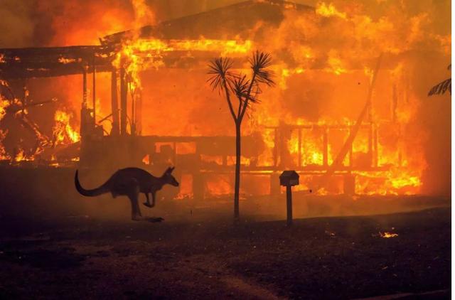澳洲大火蝙蝠成灾，10亿动物活活烧死，人类最担心的事情终于来了