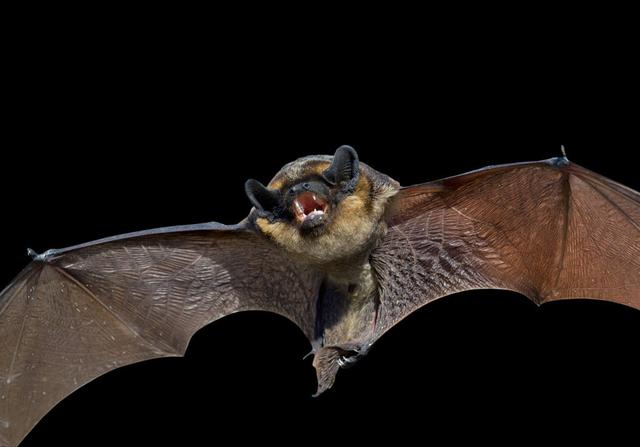 澳洲大火蝙蝠成灾，10亿动物活活烧死，人类最担心的事情终于来了