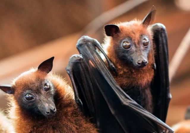 澳洲大火蝙蝠成灾，10亿动物活活烧死，人类最担心的事情终于来了