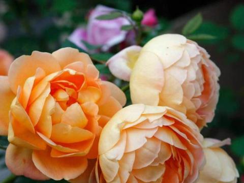 喜欢玫瑰，首选此款“精品玫瑰”夏洛特夫人，花开雍容华贵！美