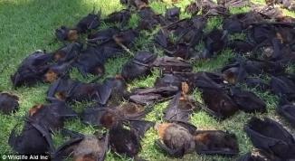 澳洲大火蝙蝠成灾，10亿动物活活烧死，人类最担心的事情终于来了