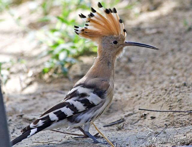 这种常见鸟类经常被人们误以为是啄木鸟,它的名字叫做