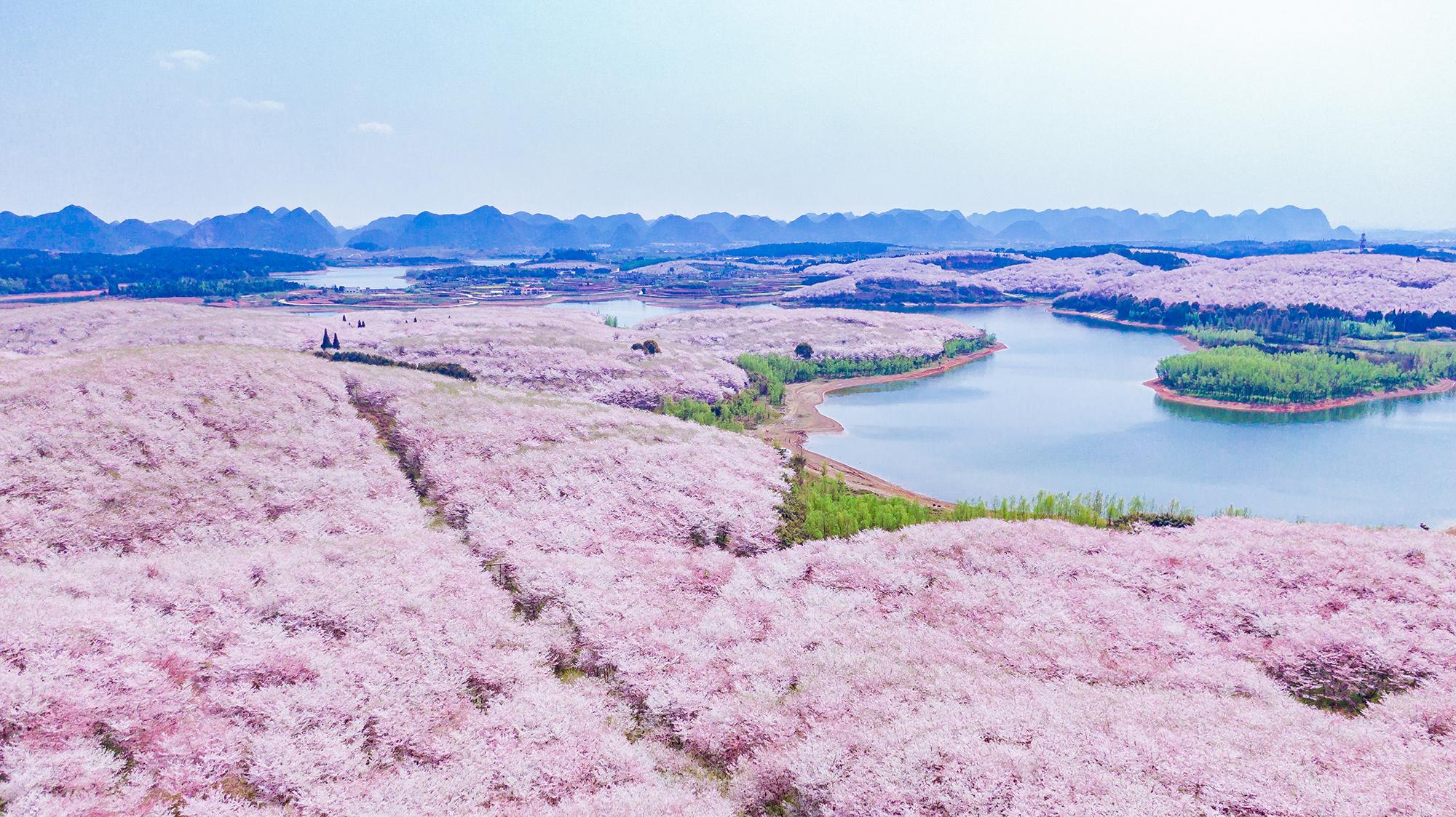 贵州高坡：梦幻紫色花海引客来_凤凰网视频_凤凰网