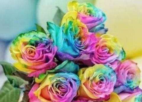 喜欢养菊，不如试试“玫瑰精品”彩虹玫瑰，花似彩虹，五彩斑斓