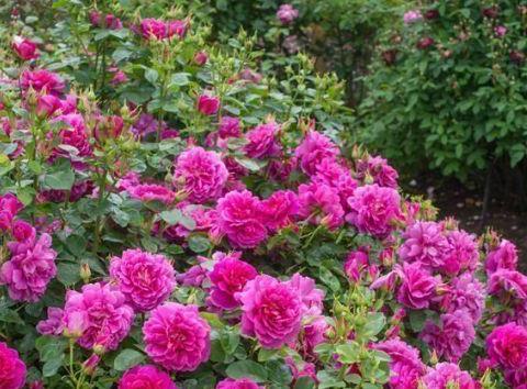 “优良玫瑰”安妮公主，丰腴婀娜，芳姿耀眼，堪称庭院养花首选