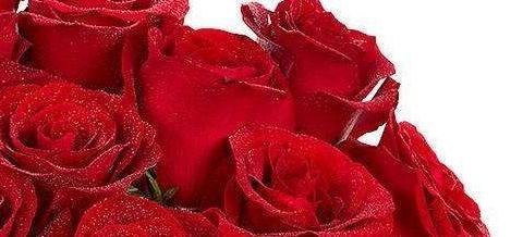 喜欢玫瑰，首选这款“精品玫瑰”卡罗拉，红艳似火，美得含蓄