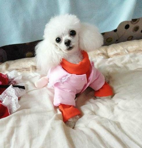 贵宾犬的5种独有造型你最喜欢哪种
