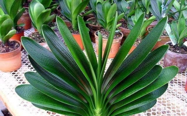 君子兰一年开了几次花,秘密都在"花肥"里,自制大补肥真有效