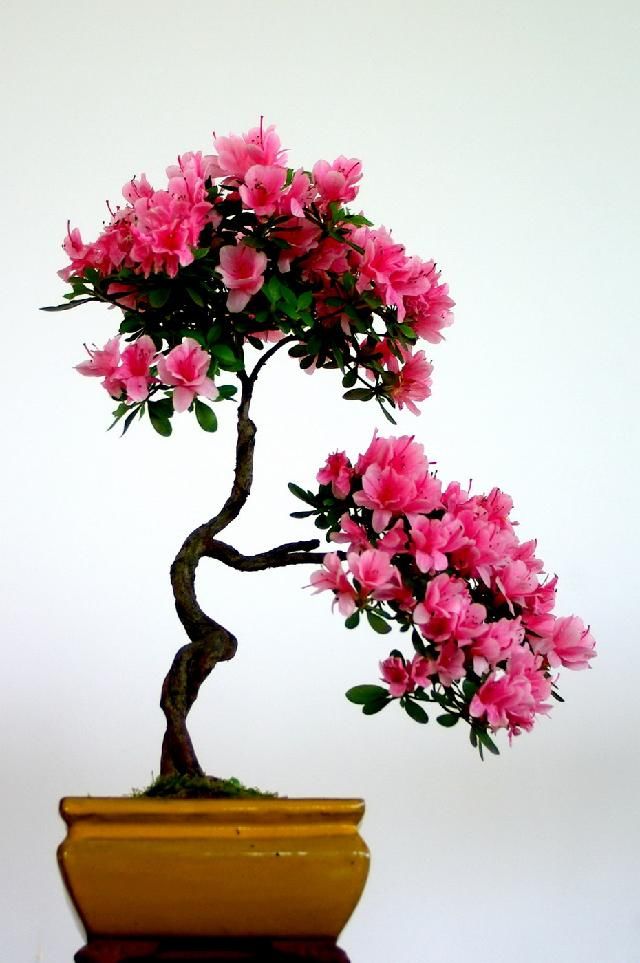 新手养花,很适合养一盆"名贵之花"杜鹃花,美似舞者,芳姿耀眼